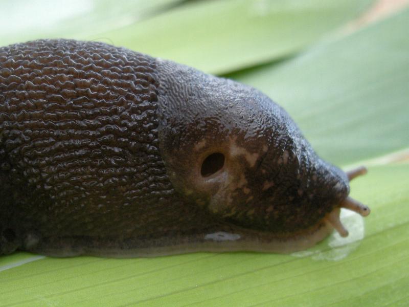 Limax  del maximus-gruppo da S. Pietro in G. (CS)