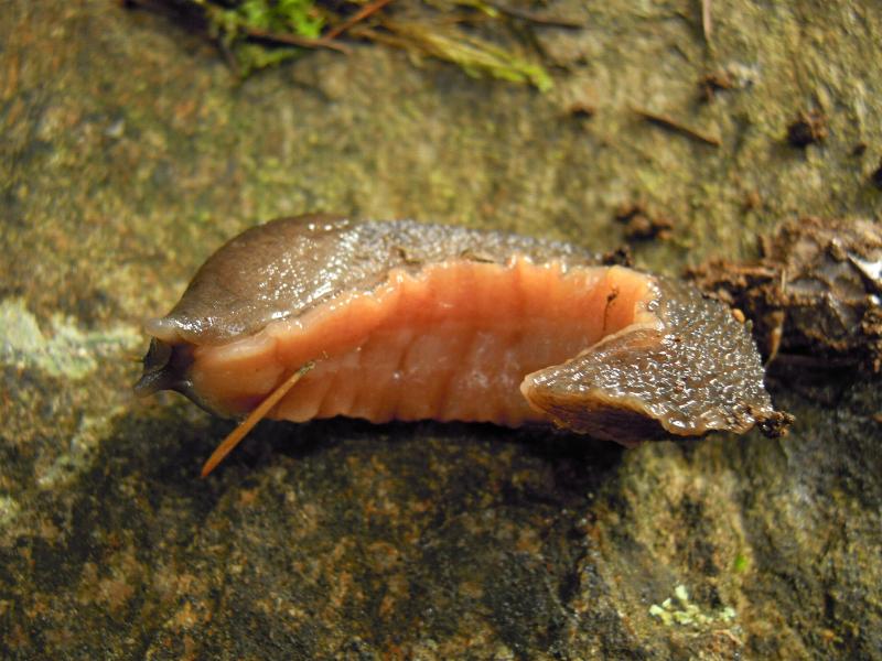 Limax corsicus-gruppo da Cosenza