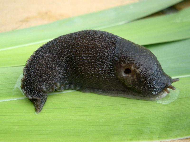 Limax  del maximus-gruppo da S. Pietro in G. (CS)