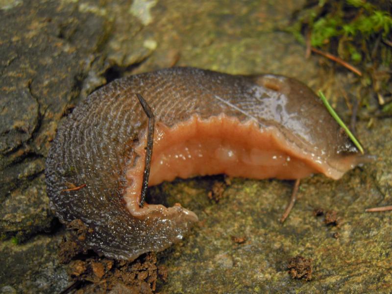 Limax corsicus-gruppo da Cosenza