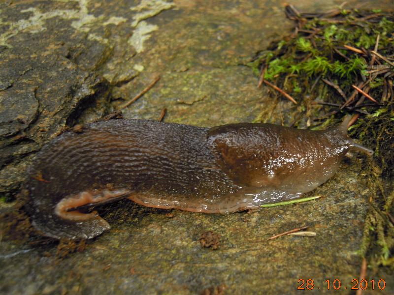 Limax corsicus-gruppo da Cosenza