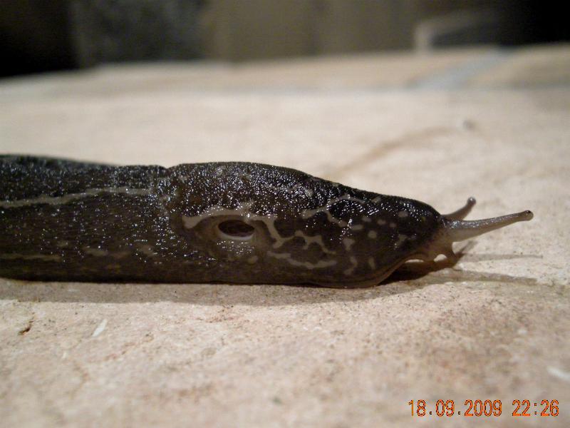 Limax del maximus-gruppo da S. Pietro in G. (CS) n 2