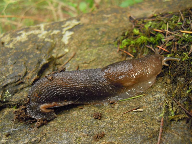 Limax corsicus-gruppo da Cosenza