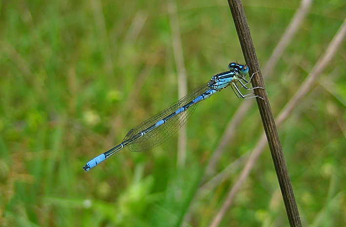 Coenagrion puella?