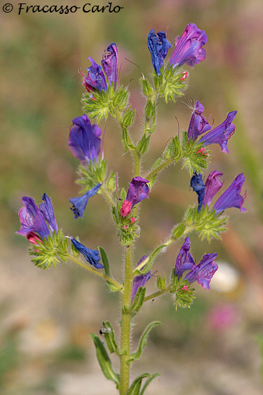 Echium sp.