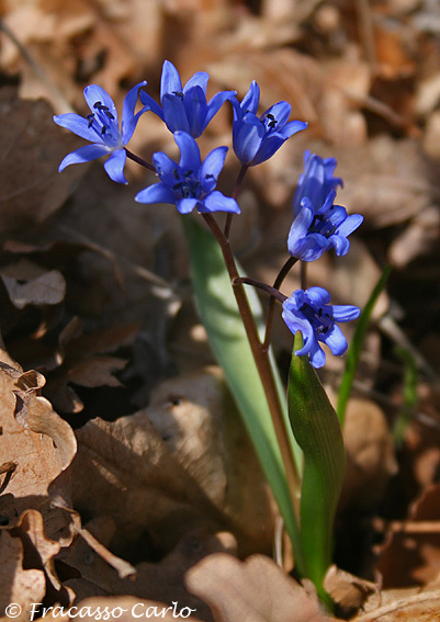 Scilla bifolia