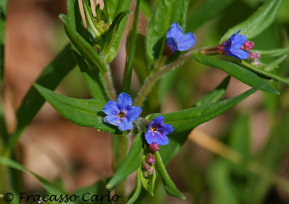Buglossoides purpurocaerulea
