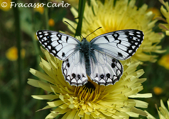 Melanargia? - Melanargia arge