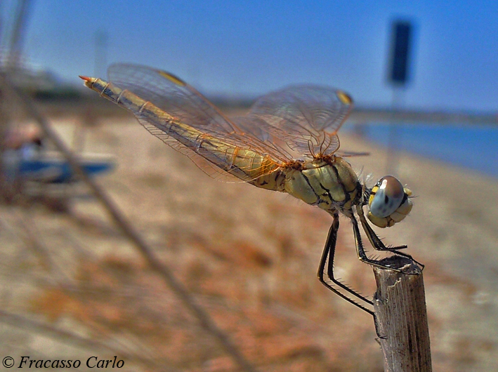 Femmina di Sympetrum fonscolombei