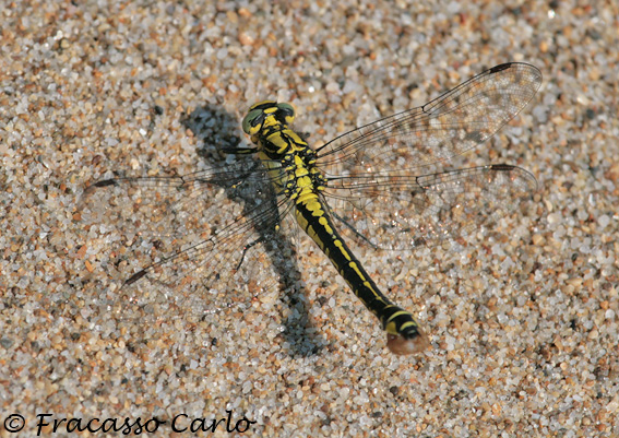 Identificare Libellula: Gomphus vulgatissimus, femmina