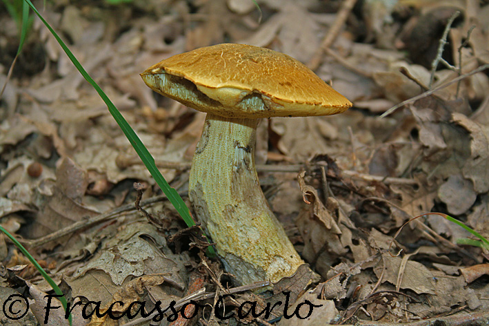 Fungo da determinare