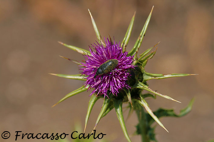 Larinus sp.