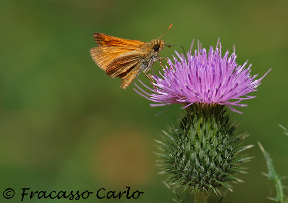 Ochlodes venata???