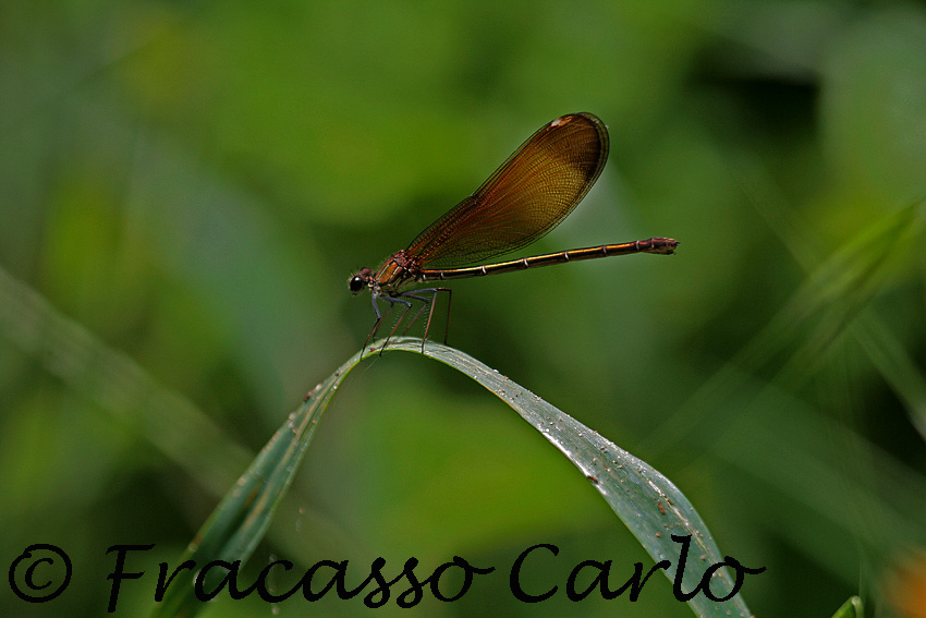 Identificazione Libellula - Calopteryx haemorrhoidalis (f)