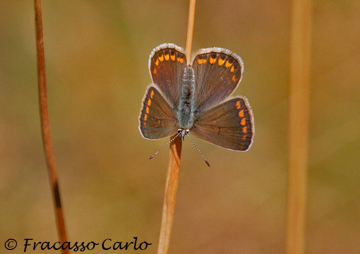 Farfalla da Identificare