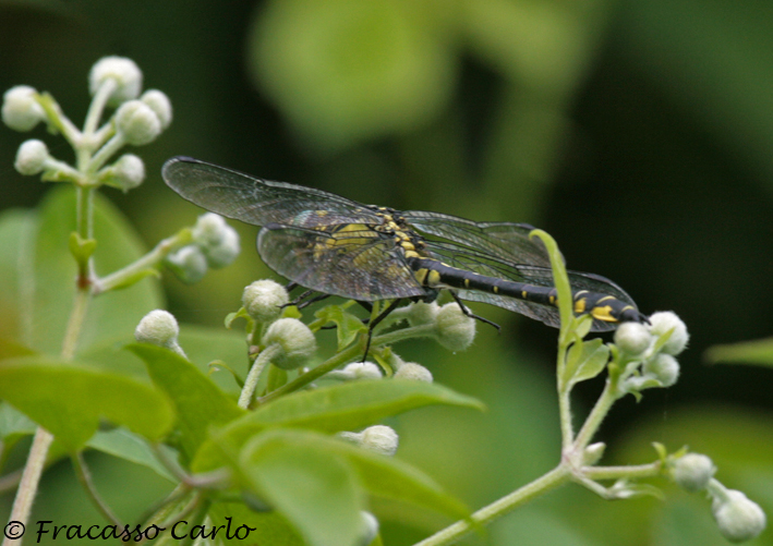 Cordulegaster trinacriae e.... Gomphus vulgatissimus