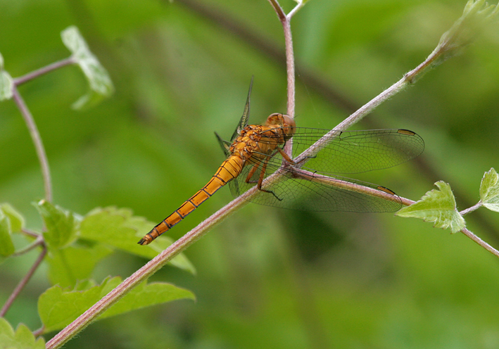 Orthetrum coerulescens?