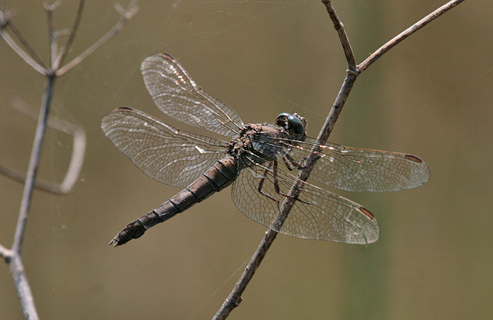 Orthetrum brunneum ??