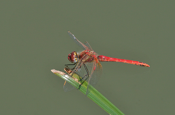 sympetrum fonscolombii maschio?