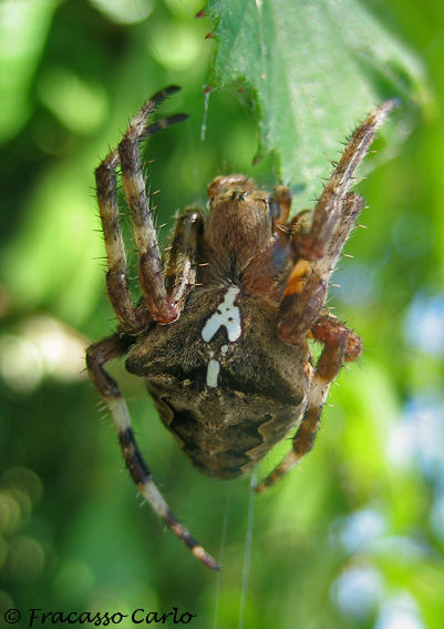 Araneus sp.