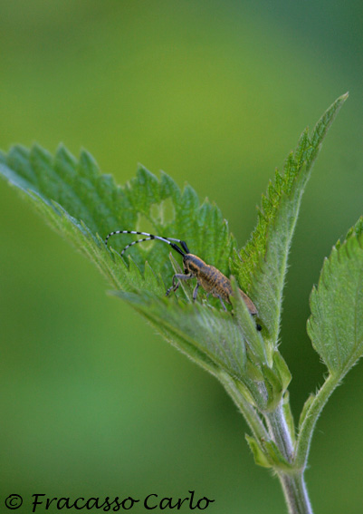 Agapanthia villosoviridescens
