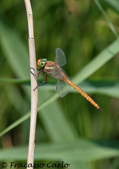 Libellula da Identificare - Aeshna isosceles
