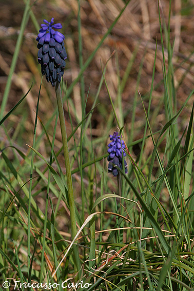 Muscari neglectum
