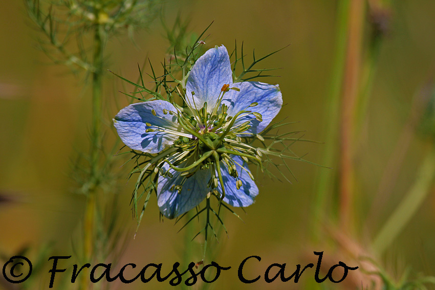 Nigella damascena