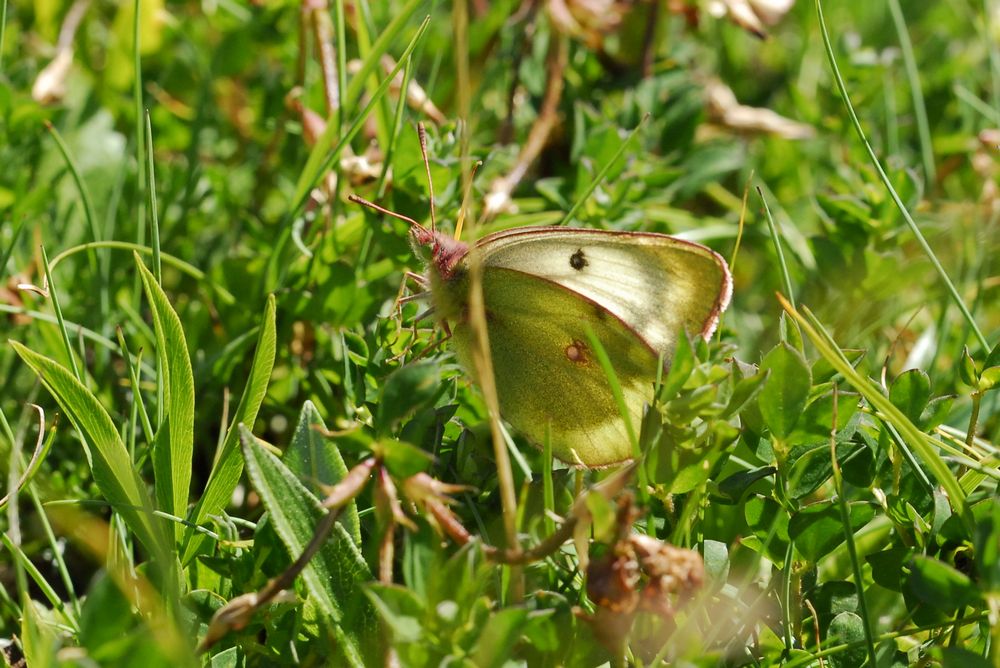 Colias phicomone, i presume