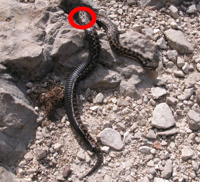 Vipera berus ??