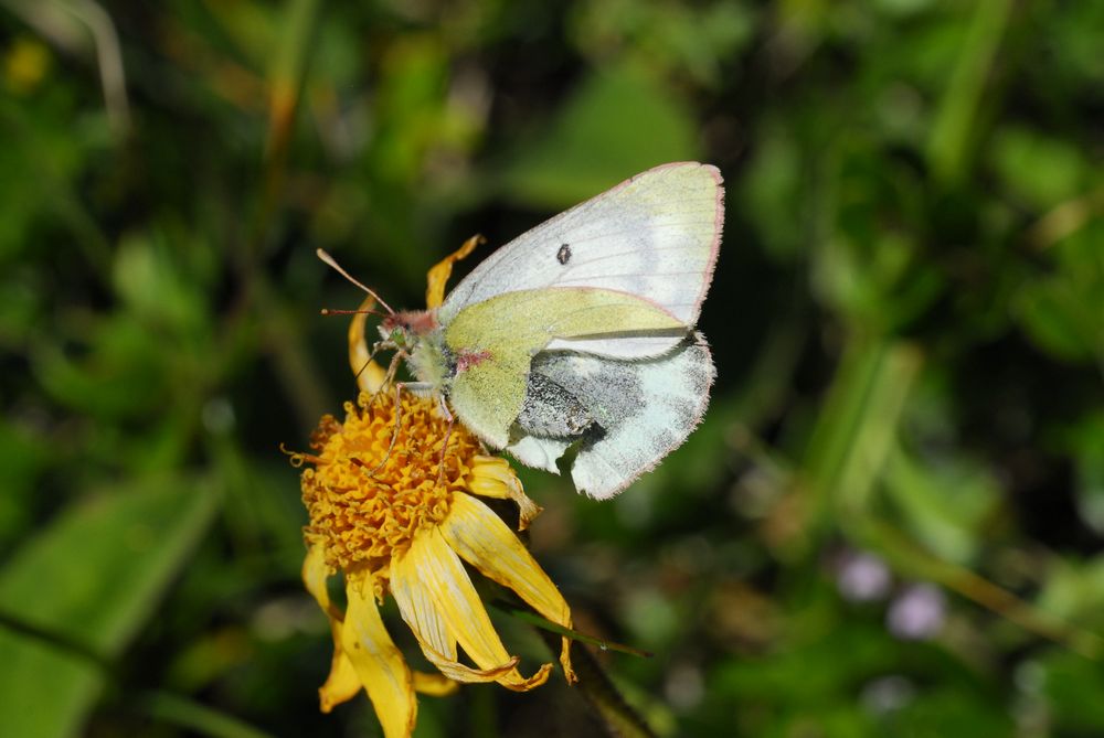 Colias phicomone, i presume