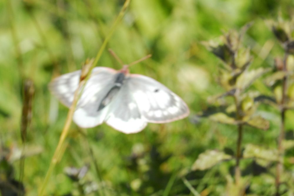 Colias phicomone, i presume