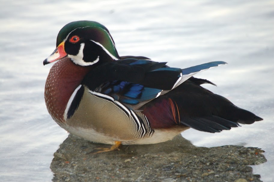 Passeggiata al lago.