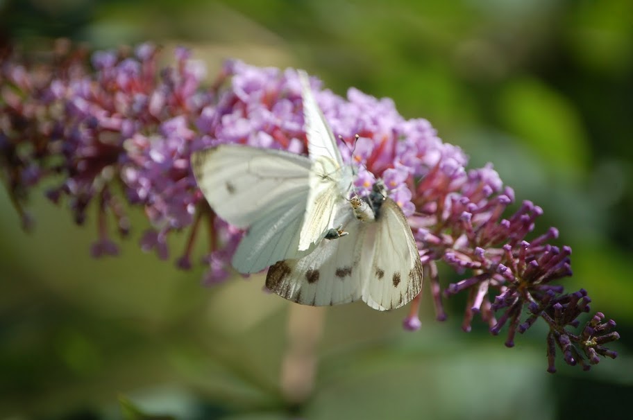 Attacco respinto - Pieris napi