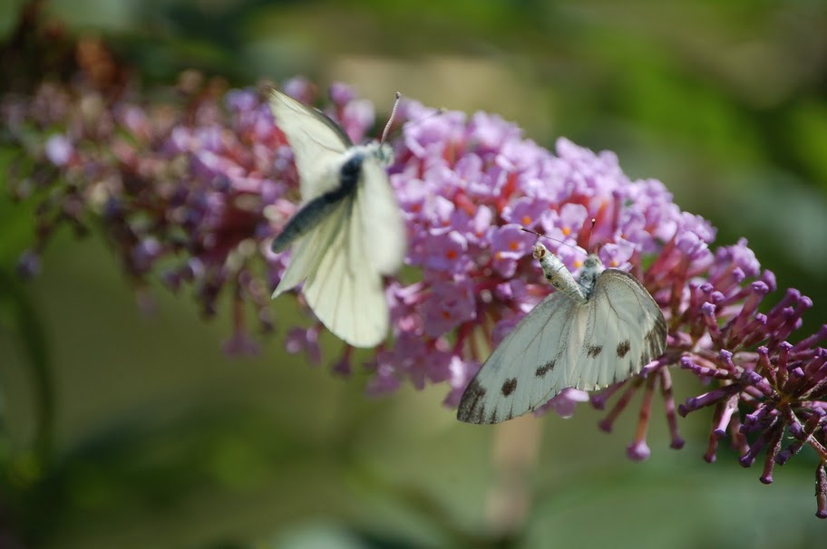 Attacco respinto - Pieris napi