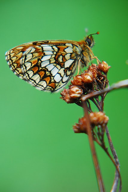 Mellicta athalia o M. varia?