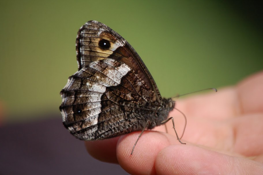 Hipparchia fagi?