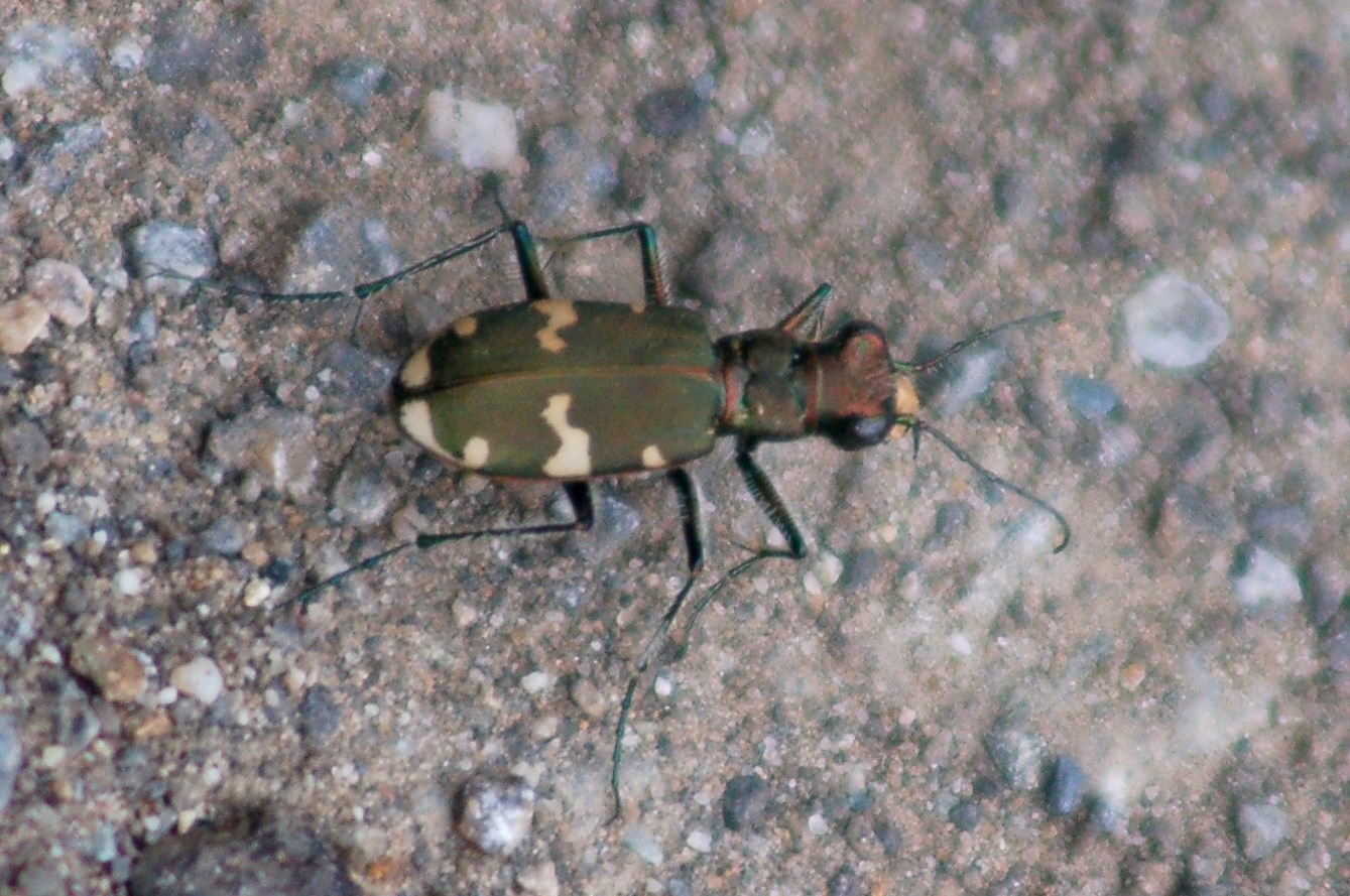Cicindela sylvicola dalla Valle Morobbia (Ticino)