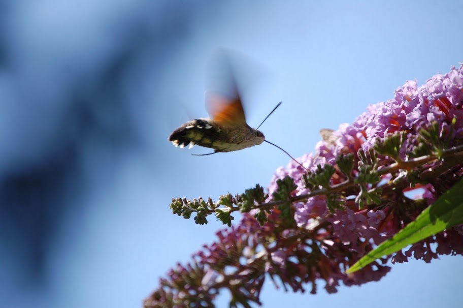 Macroglossum stellatarum. tre scatti