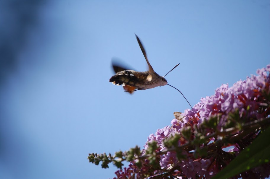 Macroglossum stellatarum. tre scatti