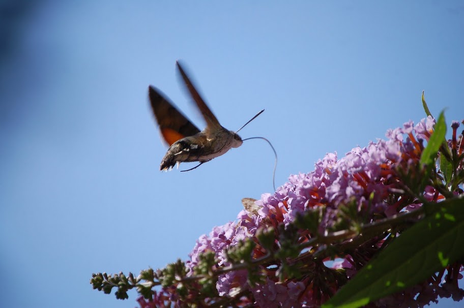 Macroglossum stellatarum. tre scatti