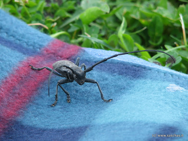 Morimus asper