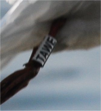 Comunissimi gabbbiani comuni