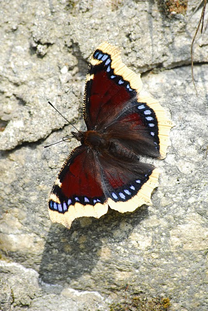 Siamo alla frutta:Nymphalis antiopa