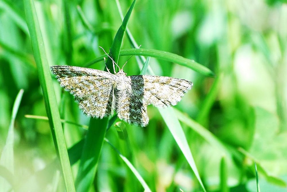 geometridi diurni da confermare