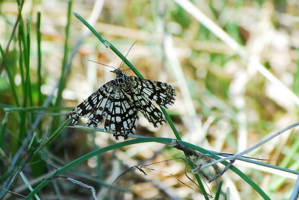 geometridi diurni da confermare