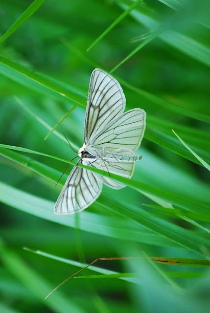 geometridi diurni da confermare