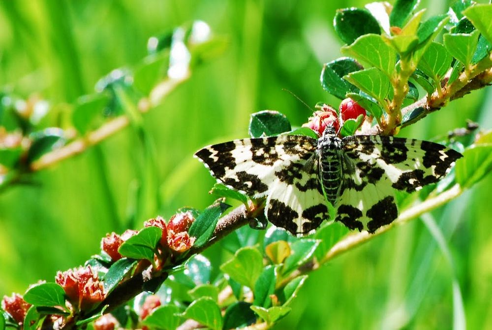 geometridi diurni da confermare