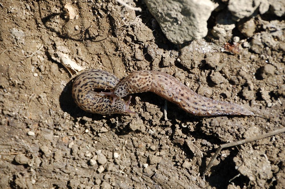 Limax maximus da Camorino (Ticino/Svizzera)