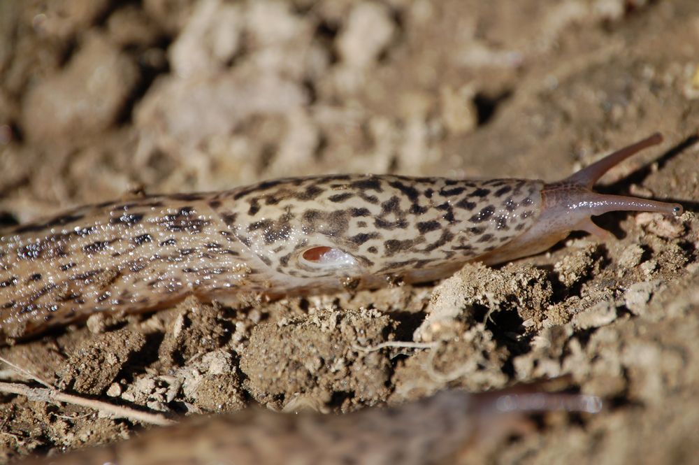 Limax maximus da Camorino (Ticino/Svizzera)